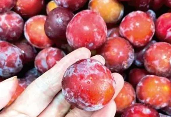 黃肉李子卡路里