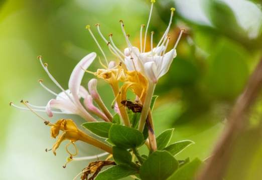 金銀花外敷功效