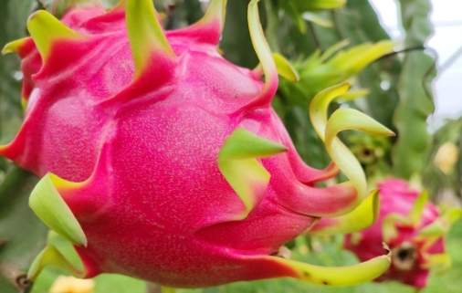 火龍果蘋果營養搭配