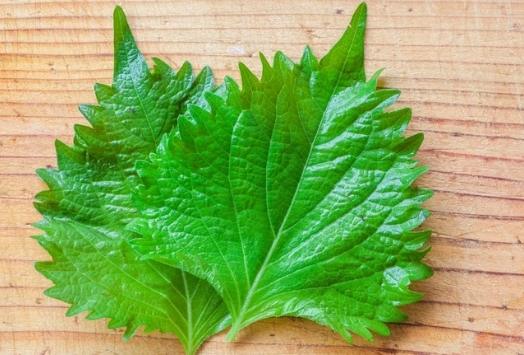 紫蘇葉禁忌