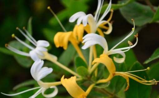 金銀花菊花茶功效