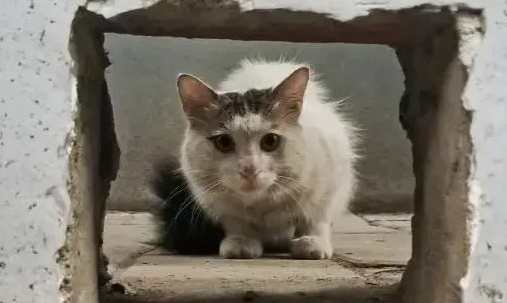 流浪貓屍體處理