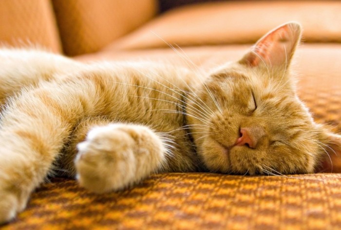 貓貼著人睡好處 貓貼著人睡好處