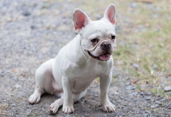 法国斗牛犬饲养 法国斗牛犬饲养