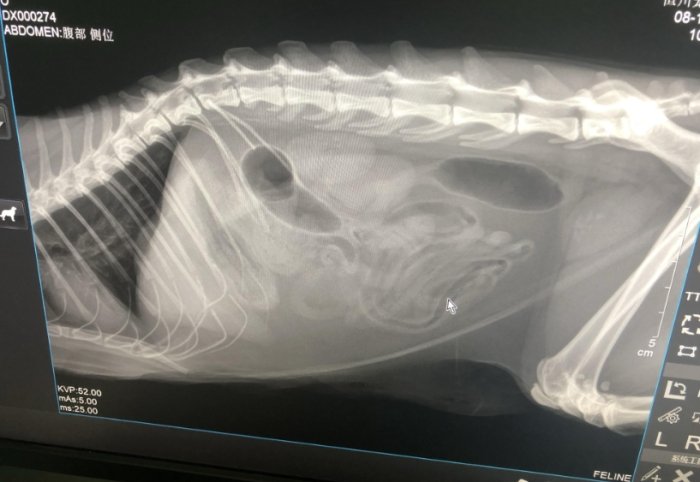 貓毛球症手術 貓毛球症手術