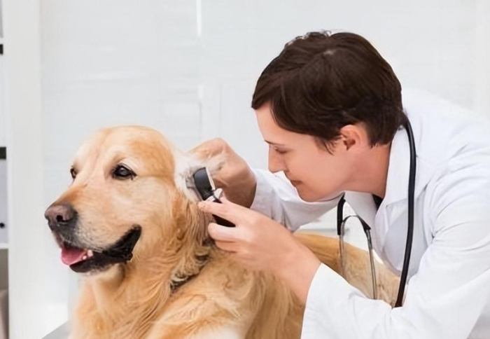 狗狗衰老年齡 狗狗衰老年齡