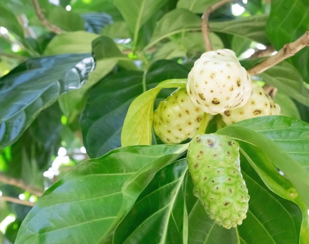 神奇諾麗使用心得 神奇諾麗使用心得