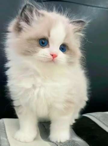 布偶貓價格因素 布偶貓價格因素