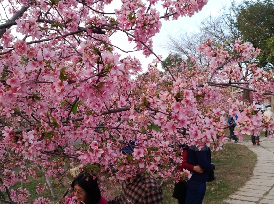 后里櫻花 后里櫻花