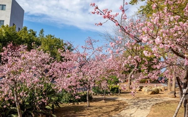 台中櫻花季 台中櫻花季