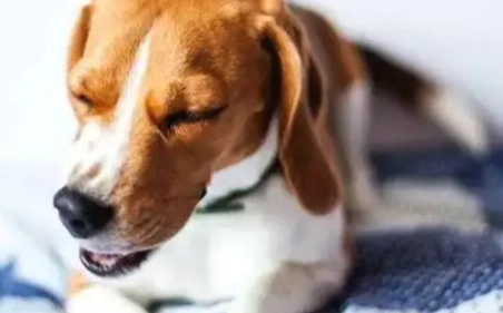 狗狗呼吸有聲 狗狗呼吸有聲