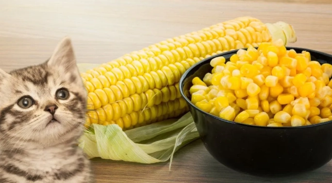 貓咪飲食安全 貓咪飲食安全