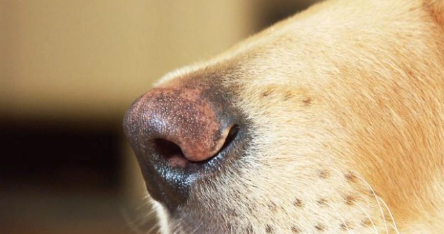 狗狗鼻塞原因