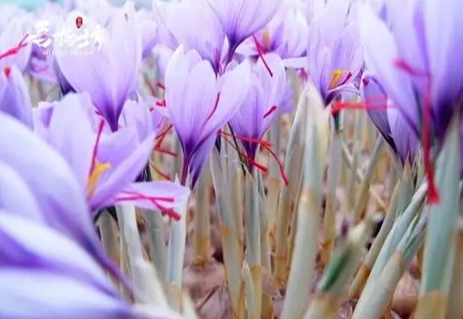 藏紅花催經副作用