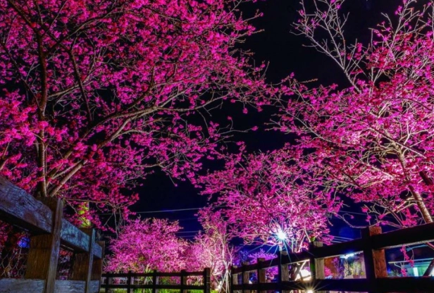 后里賞櫻景點 后里賞櫻景點