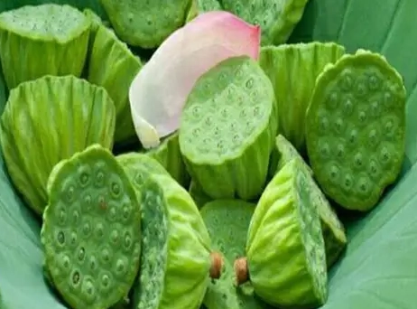 蓮子心功效 蓮子心功效