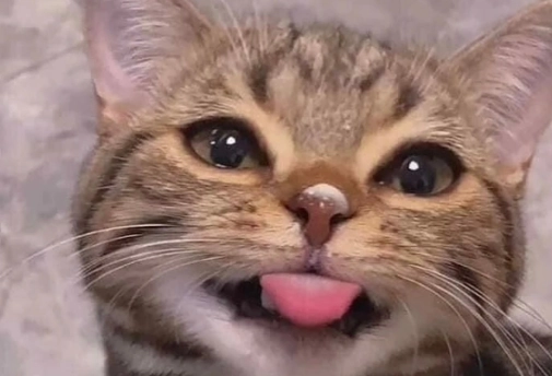 貓咪流口水 貓咪流口水