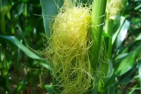 玉米鬚茶好處 玉米鬚茶好處