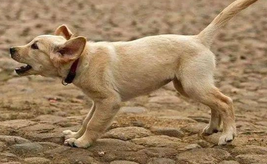 狗鼻子不通 狗鼻子不通