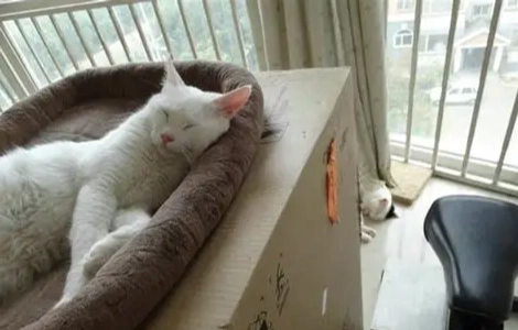 貓咪睡眠行為 貓咪睡眠行為