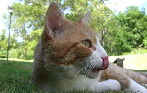 貓咪吐舌頭 貓咪吐舌頭