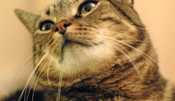 貓咪流口水原因 貓咪流口水原因