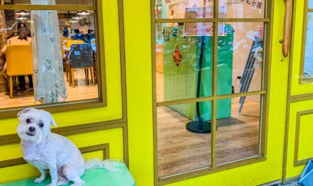 新竹帶狗餐廳 新竹帶狗餐廳