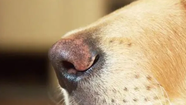 狗鼻子不通 狗鼻子不通