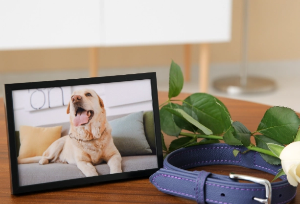 如何面對寵物死亡 如何面對寵物死亡