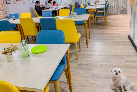 新竹寵物友善餐廳 新竹寵物友善餐廳