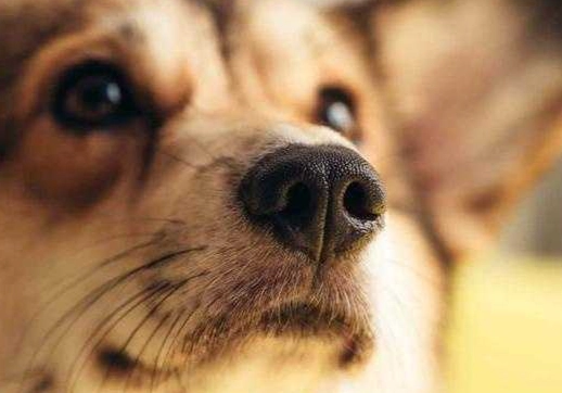 狗狗呼吸有聲 狗狗呼吸有聲