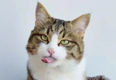 貓咪流口水原因 貓咪流口水原因