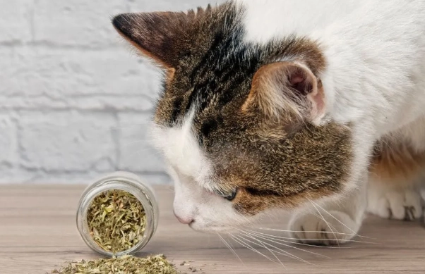 玉米鬚茶好處 玉米鬚茶好處