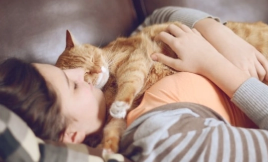 寵物貓親密互動 寵物貓親密互動