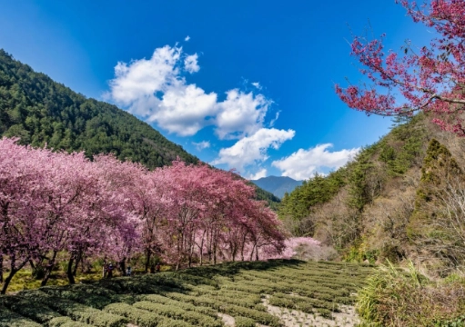 武陵農場自駕 武陵農場自駕