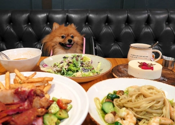 新竹帶狗餐廳 新竹帶狗餐廳