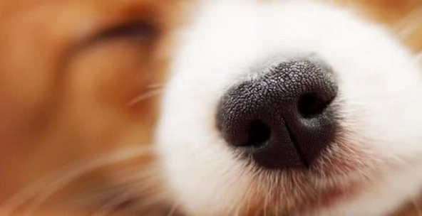 狗鼻塞原因