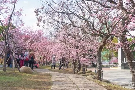 后里櫻花 后里櫻花