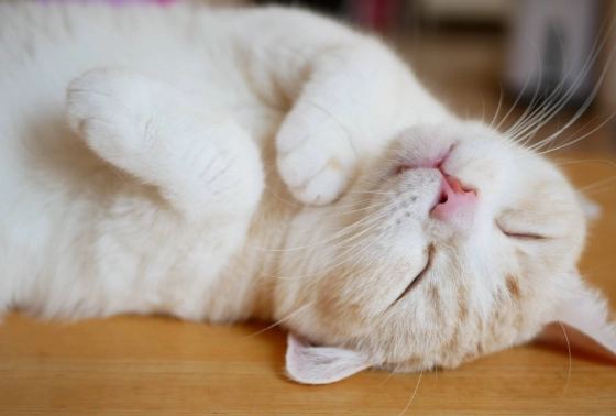 貓咪睡眠行為 貓咪睡眠行為