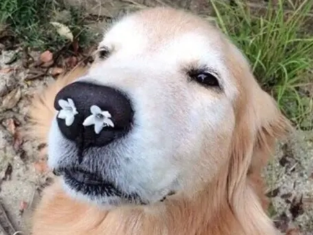 狗狗呼吸有聲 狗狗呼吸有聲