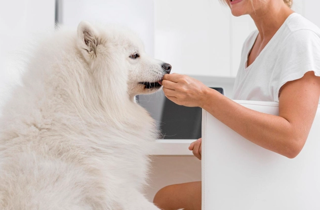 狗狗何時吃保健食品 狗狗何時吃保健食品