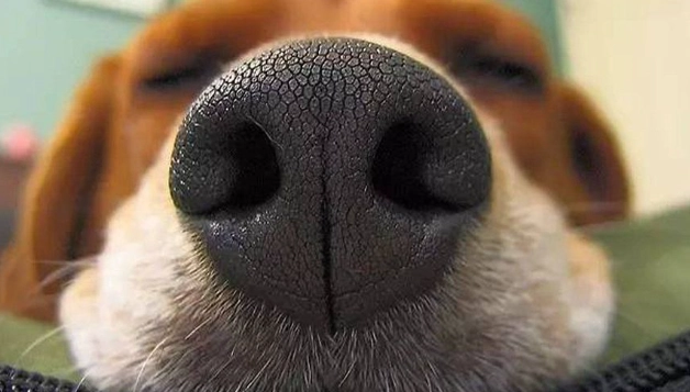 狗鼻子不通 狗鼻子不通