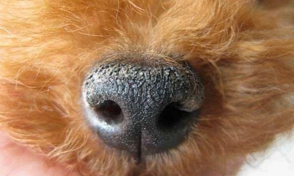 狗狗鼻塞居家護理