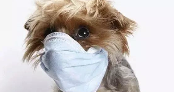 狗狗打噴嚏原因