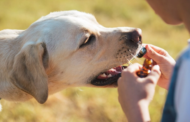 寵物保健食品開始時間 寵物保健食品開始時間