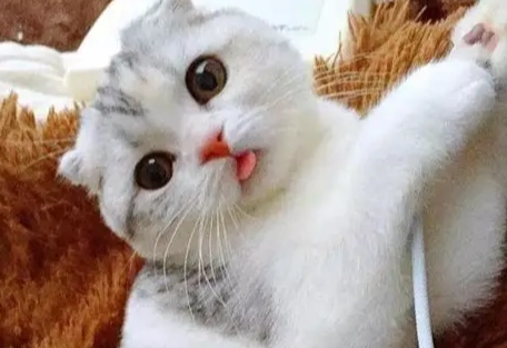 貓咪流口水 貓咪流口水