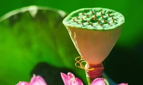 蓮子心泡水 蓮子心泡水