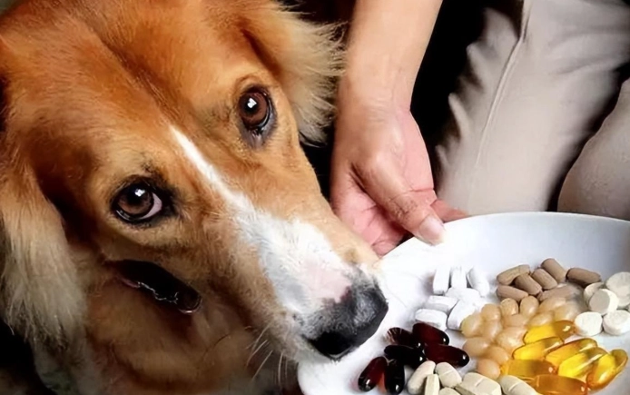 狗狗保健食品年齡 狗狗保健食品年齡