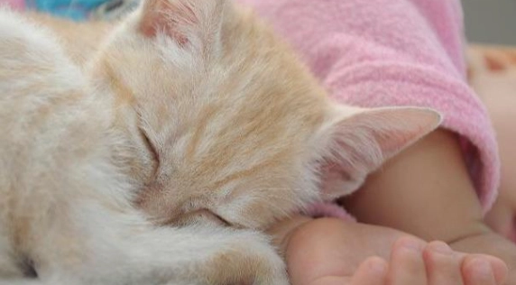 貓咪睡眠行為 貓咪睡眠行為