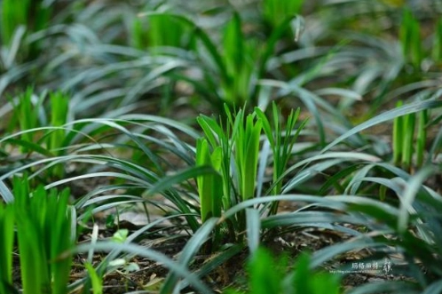 中藥材功效 中藥材功效
